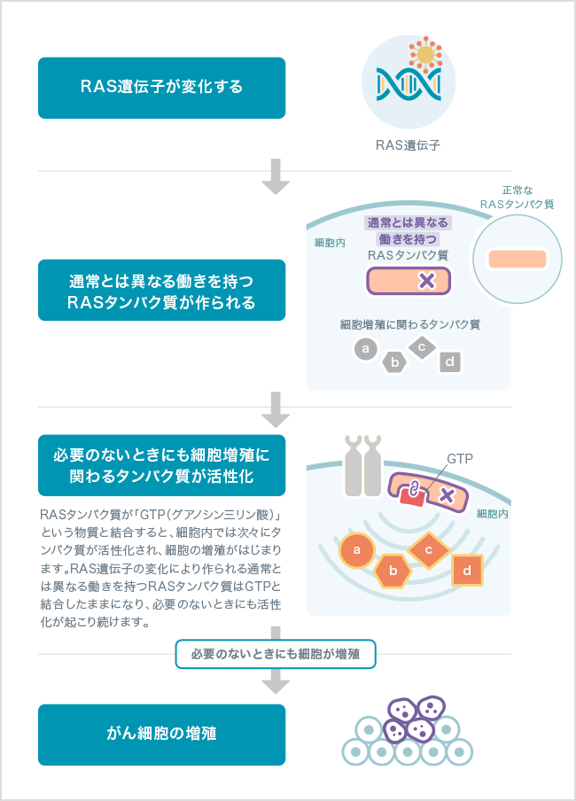 Ras遺伝子変異とは 代表的な遺伝子変異 おしえて がんゲノム医療 中外製薬